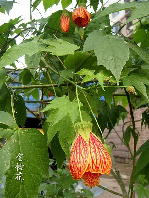 燈籠花種類|金鈴花:金鈴花（學名：Abutilon striatum），又名燈籠。